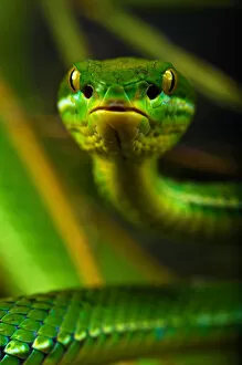Images Dated 8th March 2011: White-lipped / Green tree viper (Cryptelytrops albolabris) captive, from SE Asia