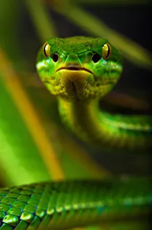Green Colour Prints: White-lipped / Green tree viper (Cryptelytrops albolabris) captive, from SE Asia