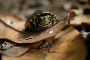 Kinosternon Prints: White-lipped mud turtle (Kinosternon leucostomum) juvenile