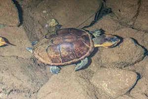 Turtle Prints: White-lipped mud turtle (Kinosternon leucostomum) resting on riverbed