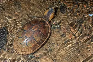 Turtle Prints: White-lipped mud turtle (Kinosternon leucostomum) in stream, Burbayar Lodge, Panama