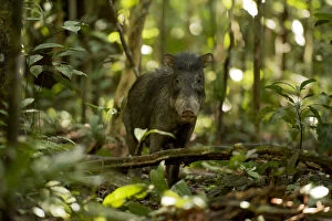 Images Dated 17th June 2015: White lipped peccary (Tayassu pecari) on forest floor, Lago Preto Conservation Concession