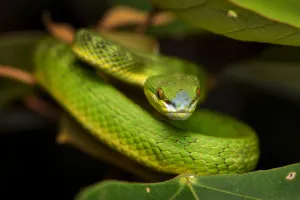 Images Dated 1st July 2016: White-lipped pit viper (Trimeresurus albolabris) Lantau Island, Hong Kong, China
