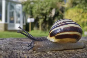 Eupulmonata Prints: White-lipped snail (Cepaea hortensis) crawling over an oak sleeper retaining a garden