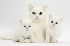 White Maine Coon-cross mother cat, and her white kittens