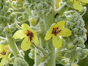 Scrofulaires Prints: White mullein (Verbascum lychnitis) in flower, Monti della Laga, Abruzzo, Italy. June