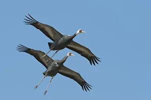 Purpose Prints: White naped cranes (Grus vipio) in flight, Kyushu, Japan