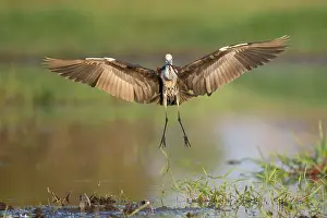 Billabong Prints: White-necked heron (Ardea pacifica) landing with eel prey in beak