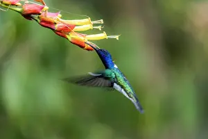Blurred Movement Prints: White-necked jacobin (Florisuga mellivora) hovering