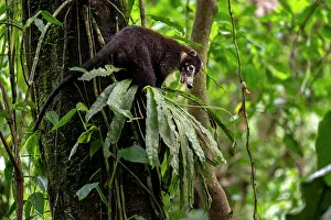 Rainforest Prints: White-nosed coati (Nasua narica) climbing in a tree in rainforest, Arenal, Costa Rica
