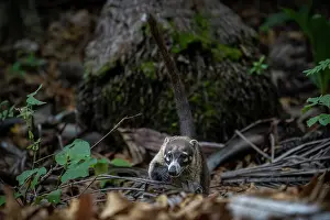 White Nosed Coati Prints: White-nosed coati (Nasua narica) foraging in forest, Costa Rica