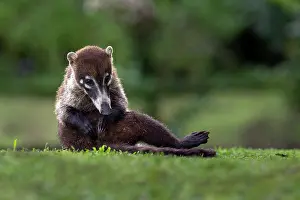 Grooming Prints: White-nosed coati (Nasua narica) grooming, Arenal, Costa Rica