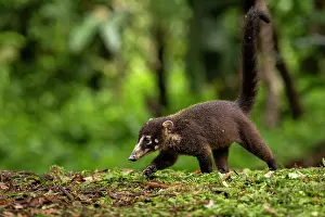 Rainforest Prints: White-nosed coati (Nasua narica) juvenile, walking in rainforest, Arenal, Costa Rica