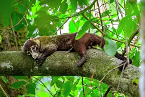 White-nosed coati (Nasua narica) resting on branch in forest understory, lowland rainforest, Osa Peninsula, Costa Rica