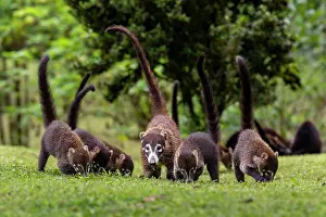 White Nosed Coati Prints: White-nosed coatis (Nasua narica) family group foraging on grass, Arenal, Costa Rica