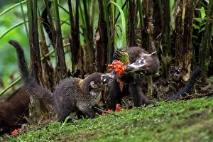 Two White-nosed coatis (Nasua narica) feeding on a flower, Arenal, Costa Rica