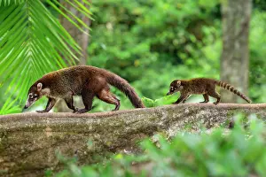 White Nosed Coati Prints: White-nosed coatis (Nasua narica) female with infant