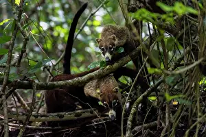 Two White-nosed coatis (Nasua narica) in rainforest understorey, Curu Wildlife refuge, Nicoya peninsula, Costa Rica