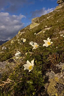White pasque flowers (Pulsatilla alba) flowering on slope in the Liptovske kopi, Western Tatras