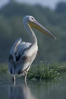 Images Dated 28th June 2009: White pelican (Pelecanus onocrotalus) standing in shallow water, Lake Belau, Moldova