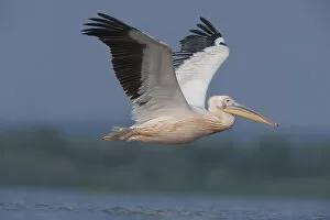 White pelican (Pelecanus onocrotalus) in flight over water, Lake Belau, Moldova, June