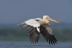 White pelican (Pelecanus onocrotalus) in flight, Lake Belau, Moldova, June