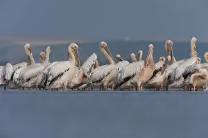 White pelicans (Pelecanus onocrotalus) preening, Lake Belau, Moldova, June