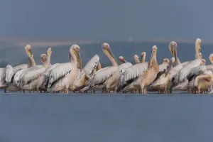 Images Dated 30th June 2009: White pelicans (Pelecanus onocrotalus) preening, Lake Belau, Moldova, June