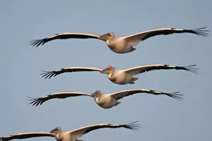 Four White pelicans (Pelecanus onolocratus) in flight, Danube Delta, Romania, May