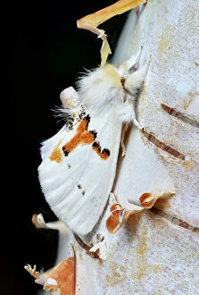 Hexapod Gallery: White prominent moth (Leucodonta bicoloria) County Kerry, Ireland