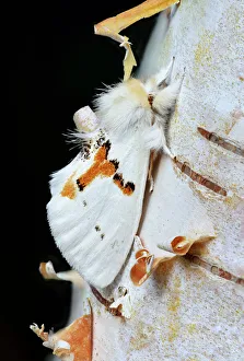 Lepidoptera Prints: White prominent moth (Leucodonta bicoloria) County Kerry, Ireland