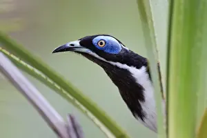 Arecales Prints: White-quilled honeyeater (Entomyzon albipennis) perched in a Sand palm (Livistona humilis)