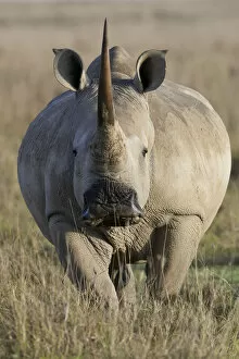 2014 Highlights Gallery: White rhino (Ceratotherium simum) female portrait, portrait, Nakuru National Park, Kenya