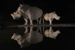 White rhino (Ceratotherium simum) female and calf looking in opposite directions