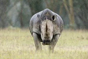 Images Dated 16th September 2008: White rhino (Ceratotherium simum) in the rain, Nakuru National Park, Kenya
