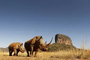 White rhinoceros (Ceratotherium simum) mother and calf browsing. Entabeni Safari Conservancy