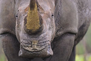 Staffan Widstrand Gallery: White rhinoceros (Ceratotherium simum) close up portrait, iMfolozi National Park