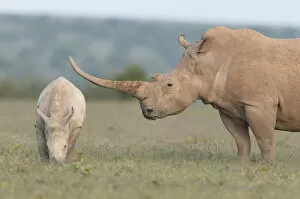 Images Dated 23rd July 2020: White rhinoceros (Ceratotherium simum) with unusually shaped horn, Solio Game Reserve