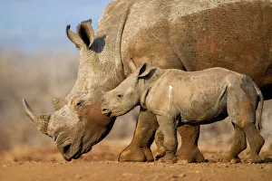 White rhinoceros (Ceratotherium simum) calf and mother, Mkuze, South Africa