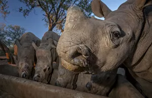 Animal Rehabilitation Gallery: White rhinoceros (Ceratotherium simum) five calves, orphaned from poaching feeding