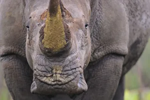 Staffan Widstrand Prints: White rhinoceros (Ceratotherium simum) close up portrait, iMfolozi National Park