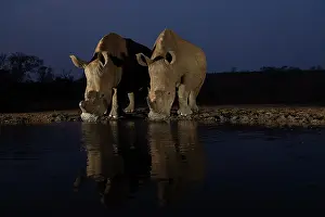 Side By Side Prints: Two White rhinoceros (Ceratotherium simum) drinking at waterhole at night