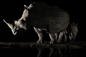 Private Reserve Prints: White rhinoceros (Ceratotherium simum) female and calf at waterhole at night