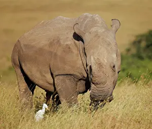 Savanna Prints: White rhinoceros (Ceratotherium simum) looking at Cattle egret (Bubulcus ibis) in grassland