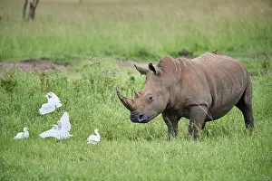 Buff Backed Heron Prints: White rhinoceros (Ceratotherium simum) male