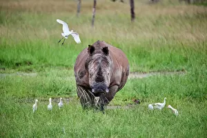 Buff Backed Heron Prints: White rhinoceros (Ceratotherium simum) male