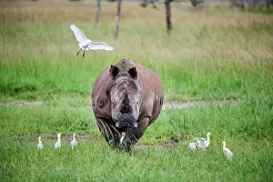 Buff Backed Heron Prints: White rhinoceros (Ceratotherium simum) male