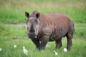 Buff Backed Heron Prints: White rhinoceros (Ceratotherium simum) male