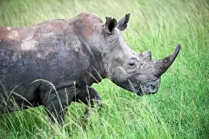 Rhino Prints: White rhinoceros (Ceratotherium simum) male, portrait, Akagera National Park, Rwanda