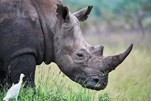 Buff Backed Heron Prints: White rhinoceros (Ceratotherium simum) male